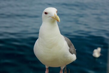こちらを見つめるカモメ