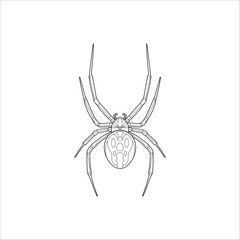 Tarantula spider hand drawn illustration