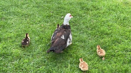 A protective mother Muscovy duck leads her small, fluffy ducklings across a vibrant green lawn. A heartwarming scene of family, motherhood, and new life in the spring