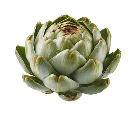 Obraz premium Harvesting fresh artichokes in organic farm culinary nature isolated on transparent background, png