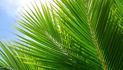 Vibrant green palm fronds extend outward against a bright blue sky, showcasing intricate leaf structures and a refreshing, tropical ambiance.