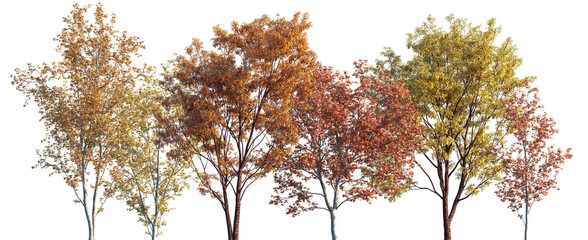 Set of autumn Acer saccharinum and Quercus serrata trees isolated png on a transparent background perfectly cutout