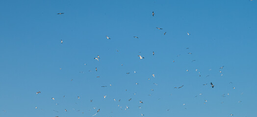 Flock of Seagulls in a Clear Blue Sky.