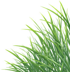 Fototapeta premium Lush green grass illustration, Generative AI