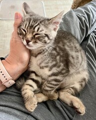 Little kitten sleeping on lap with head on person's hand, pet, cat tenderness