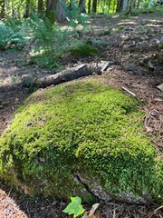 A large stone covered with moss in the forest on a sunny summer day.Nature background