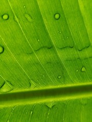 Close-up view of a banana leaf photographed from underneath, showing fine natural textures and water droplets after rainfall.