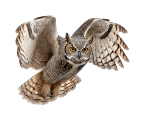 Majestic owl in mid-flight wildlife habitat animal view isolated on transparent background, png
