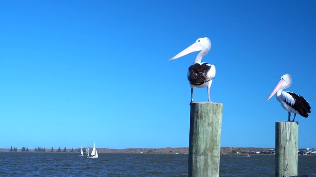 Australian Pelicans perched on a pier at Goolwa Port, South Australia