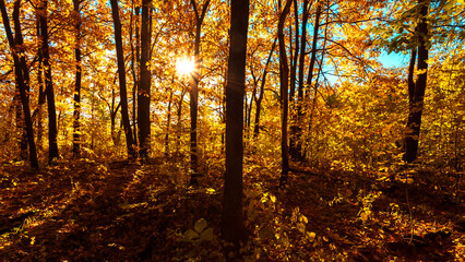 Autumn landscape. Forest pathway through the autumn forest. Sunny forest autumn landscape in sunny day