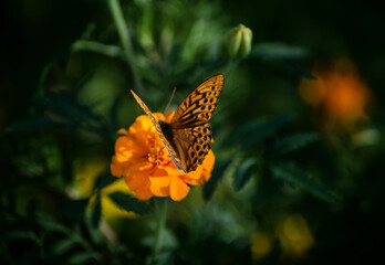 Butterfly on Vibrant Marigold Flowers in Nature.