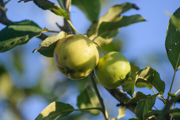 Natural And Fresh Green Apples on a Tree Branch.