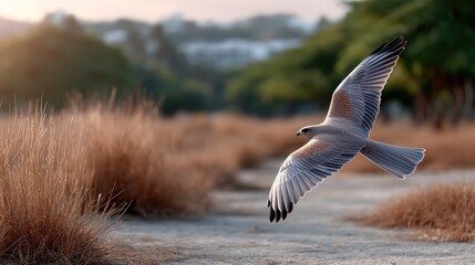 Bird of prey soaring over dry grasses