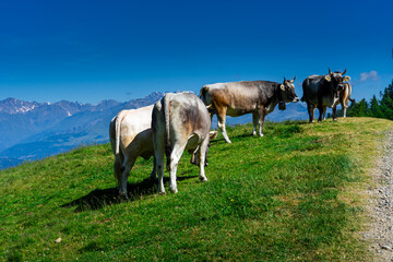 Cows on the Meadows on the Hirzer Alm South Tyrol