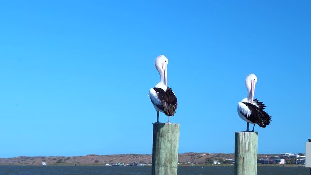 Australian Pelicans perched on a pier at Goolwa Port, South Australia