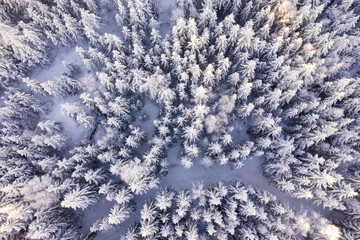 Directly above large cold forest in epic morning light at winter