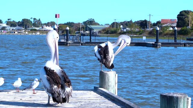 Australian Pelicans perched on a pier at Goolwa Port, South Australia