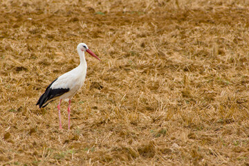 Elegant stork captured on a rural stubble field, showing feathers and posture