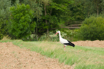 White stork (Ciconia ciconia) standing in an agricultural field in a rural landscape