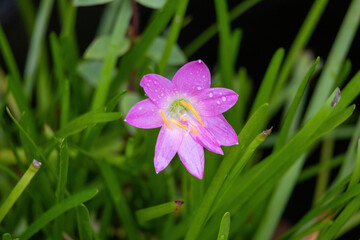 Close-up of a blooming Pink rain lily (Zephyranthes carinata) with water droplets. This rosy rain...