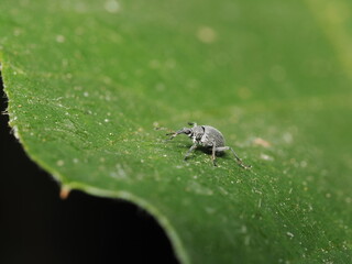 El picudo es un escarabajo de rostro alargado (rostro o pico) cuyas larvas perforan plantas y...