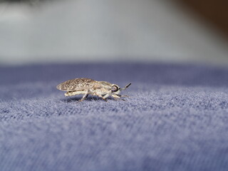 Haematopota pluvialis es una mosca picadora que se alimenta de sangre de mamíferos y aves, causando picaduras dolorosas y molestas.