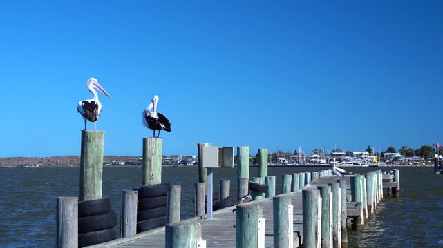 Australian Pelicans perched on a pier at Goolwa Port, South Australia