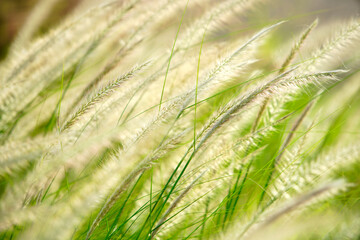 Gentle Breeze Through Soft Grass Blades in Natural Landscape Scene