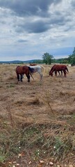 horses in the field