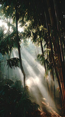 Naklejka premium Sunlight streams through a dense forest of tall trees and lush vegetation.