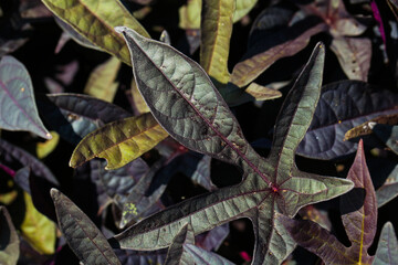 ornamental sweet patato vine (ipomoea batatas) with purple foliag in garden sunlight