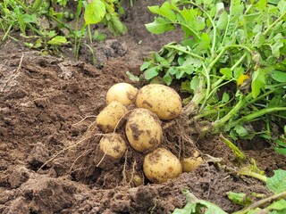 Freshly harvested potatoes in a field.Harvesting organic potatoes. Agriculture and farming