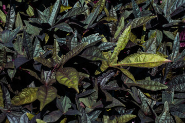 ornamental sweet patato vine (ipomoea batatas) with purple foliag in garden sunlight