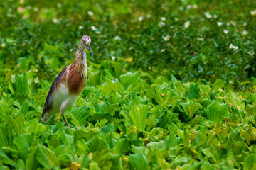 Green Heron matching the water lettuce.