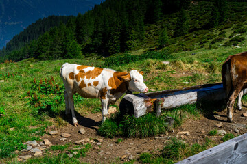 Cows on the Meadows on the Hirzer Alm South Tyrol