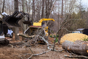 Workers are cutting down trees using chipper to process branches in wooded area during work day