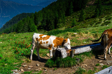 Cows on the Meadows on the Hirzer Alm South Tyrol
