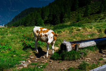 Cows on the Meadows on the Hirzer Alm South Tyrol