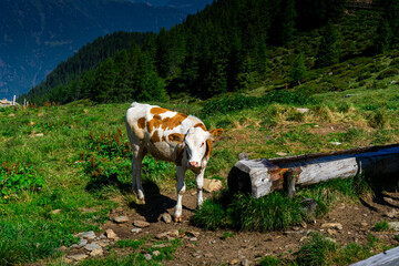 Cows on the Meadows on the Hirzer Alm South Tyrol