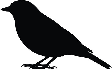 Silhouette of a finch bird standing perched isolated on white minimalist graphic vector