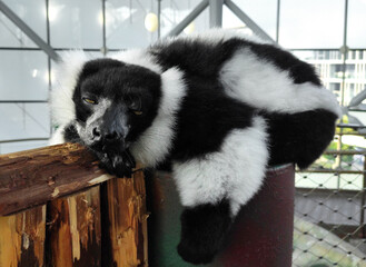 Obraz premium Black-and-white ruffed lemur or Varecia variegata sleeping on the fence