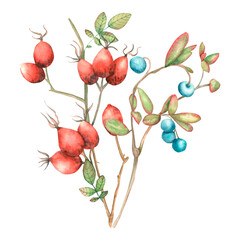 Watercolor autumn bouquet with hand-painted northern berries: rosehip and blueberry on a white background