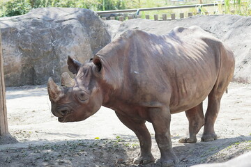 Fototapeta premium ヒガシクロサイ