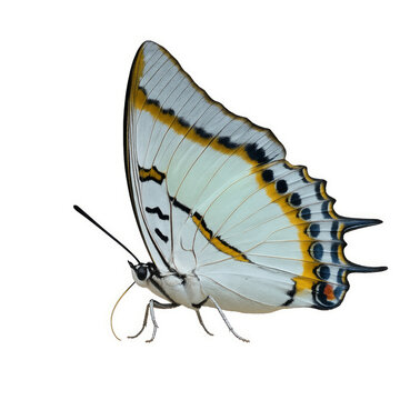 Beautiful whit butterfly on white background.