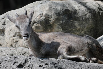 スーチョワンバーラル