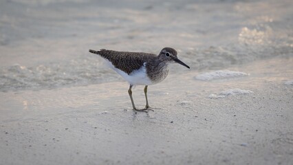 Actitis macularius on the lookout on the beach.