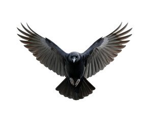 Fototapeta premium Majestic crow in mid-flight with outstretched wings on transparent background, PNG
