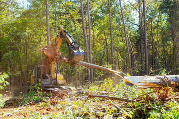 Heavy equipment deforestation trees in during works day dust rising at construction area