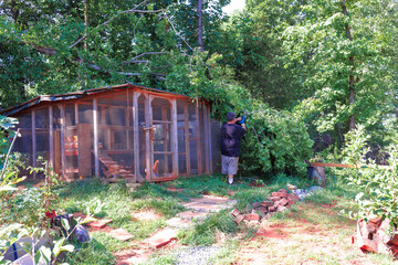 Contractor removes branches that fell from tree, clearing area around backyard chicken coop after...