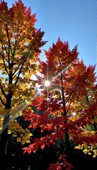 Sunlit autumn trees, vibrant foliage glowing golden and crimson under a clear sky, fall, woodland, sky